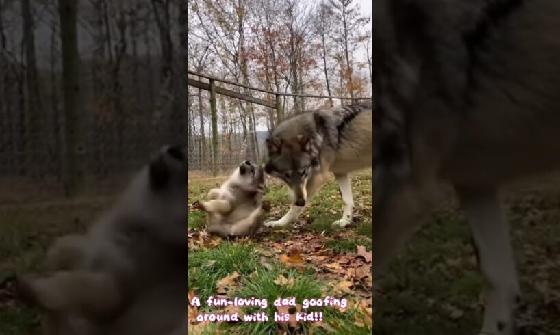 Wild Animals Play With Their Babies - Heartwarming Moments