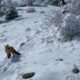Wild Fox (“Foxy”) Prances Through Snow to Hear a Banjo Tune!