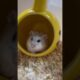 Winterberry and her beautiful long nails #hamster #pets #cute #animals #beautiful #play #video #calm