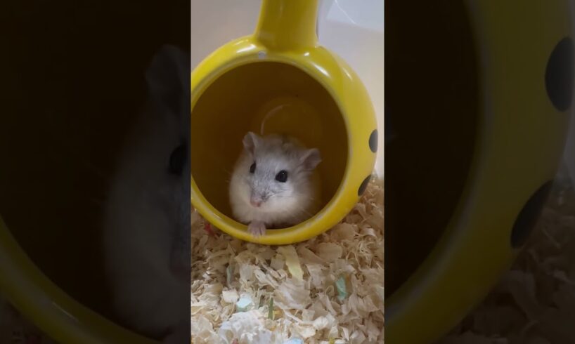 Winterberry and her beautiful long nails #hamster #pets #cute #animals #beautiful #play #video #calm