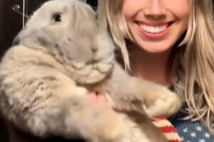 Woman brings home meat bunny. He starts to act like a dog.