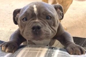 Woman takes home unwanted sick dog. And got what she deserved.