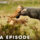 World's Deadliest of Lion | Fight for Survival | Nature Animal Documentary