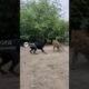 #animal rescue #heroic animals  #AI generated videos #heroic #cute #funny