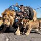 animal rescue stories: Rescue German lion from tires and trash