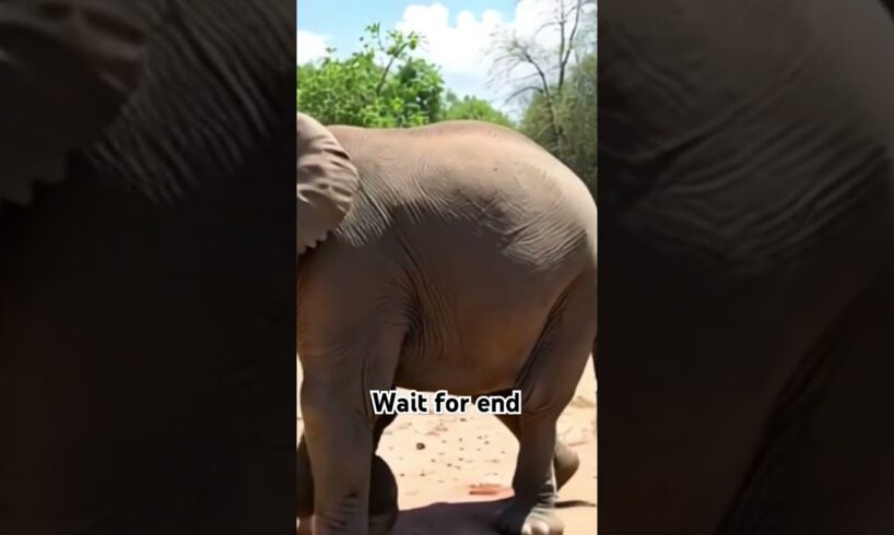 animals fight, #animalsfight, animal fight, if animals fight, #animalfight, animal fights, animals f