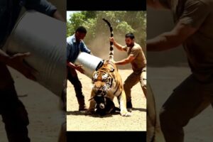 animals rescue videos #animals #wildlife