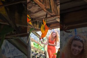 bird upside down playing tricks #parrot #animals #viralreel #foryou #you #bestmoments #bestie