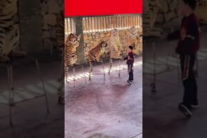 circus lions how to circus lions #shorts #animals #lion #circus