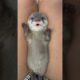 cuddle me - otter baby falls instantly asleep 😍❤ #babyotter #cuteanimals #OtterLove