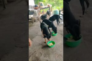 cute dog #doglover#puppy #labrador #shortvideo #