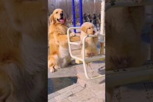 cute puppies ...#Doge #shorts #funny #petvideos #cutedogs #dog #trending #foryou