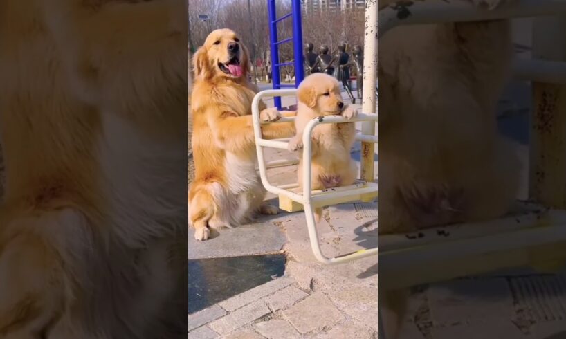 cute puppies ...#Doge #shorts #funny #petvideos #cutedogs #dog #trending #foryou