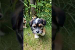 cute puppies adorable video #puppy #cute #cutedog #dog #shorts