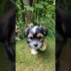 cute puppies adorable video #puppy #cute #cutedog #dog #shorts