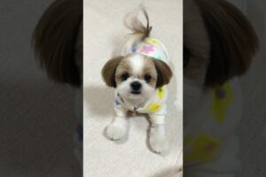 cute puppies funny playing video 🐶❣️#cute #puppy #dog #adorable #animals #trending #shorts #viral