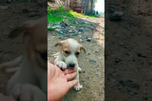 #cute #puppies #pets