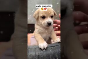 cute puppies 😘💔 #shorts #puppies #trending #cute #viral #puppy #petsrule #pets #puppy #puppylove