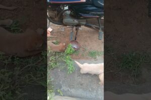 cute puppies 🐕🐕🐕#viral #puppies #pets #pup #puppy#streetdog #dog #dogs #puppy #puppylife #animals