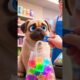 cutest puppy video