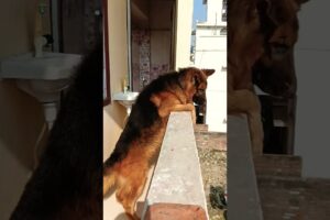 dog wants to play 😥#dog #doglover #trending #shorts #viral #shoet #short