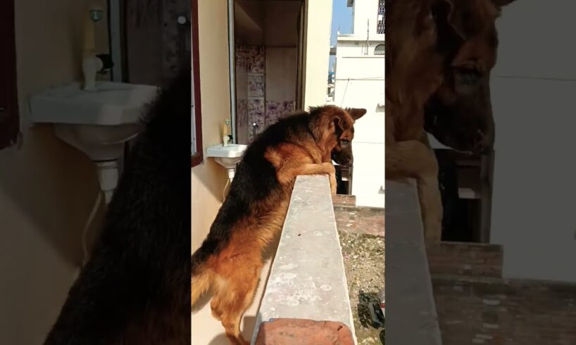 dog wants to play 😥#dog #doglover #trending #shorts #viral #shoet #short