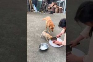 dogs being dogs /cute puppies #shorts #foryou #trending