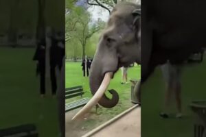 elephant  attack on people  in park #viralvideo #ai #shorts #attack