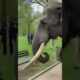 elephant  attack on people  in park #viralvideo #ai #shorts #attack