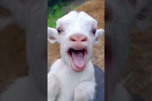 #funny #cute #goat #cow #sheep #dog #monkey #animal #cat #animals | 18