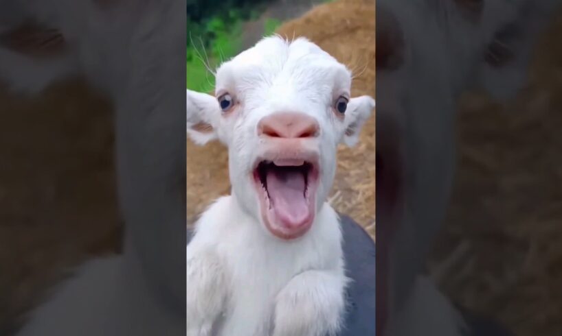 #funny #cute #goat #cow #sheep #dog #monkey #animal #cat #animals | 18