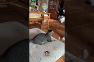 oh whats that  #funny #catvideos #cute #funniestcats #funnyanimals