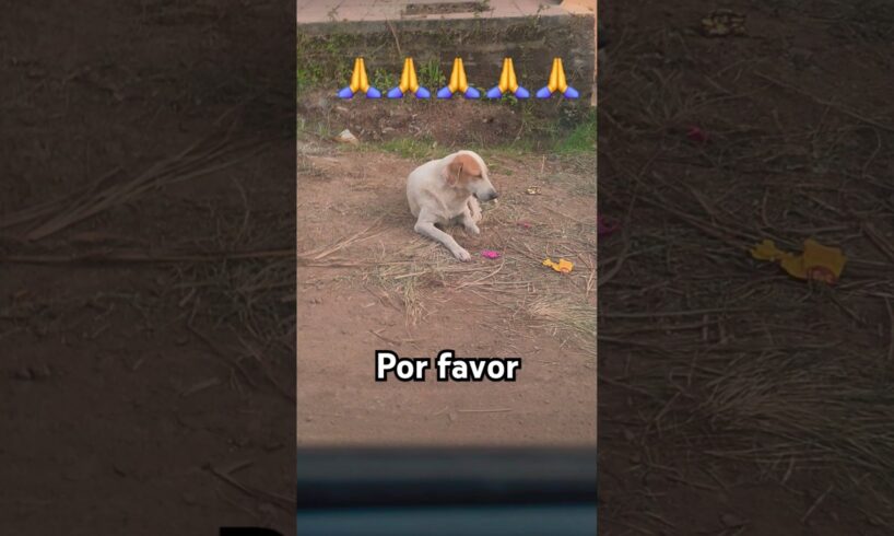 #perros #lindos #perritos #beautiful  #dogloversdog #shortvideo #sigueme