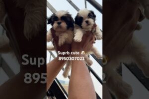 #petlover #cute #puppies #trending #dog #shorts