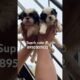 #petlover #cute #puppies #trending #dog #shorts