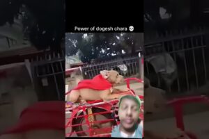 💀power of dogs 👀bhai 🥶🥵😱🔥 That’s awesome! A 62% boost in views and fewer swipes #guess #viral