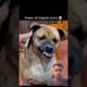 💀*power of dogs 👀 bhai 👿🔥🤬That's awesome! A62% boost in views and fewer swipes #funnyshorts #shorts