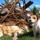 rescue animal: Golden Retriever Trapped Under Steel Rescued by Heavy Operations Team