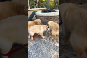 the cutest puppies u ever did see #puppylove #puppytiktok #dogsoftiktok