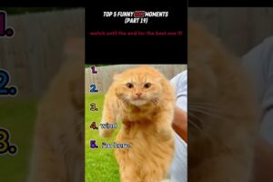 top 5 funny cat moments!!!😂😂😂