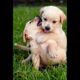 two cute golden retriever puppy playing and fighting adorable video #puppy #dog #dogplaying #shorts