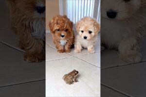 two cute puppies meets a frog for the first time adorable video #dog #puppy #cutedog #frog #shorts