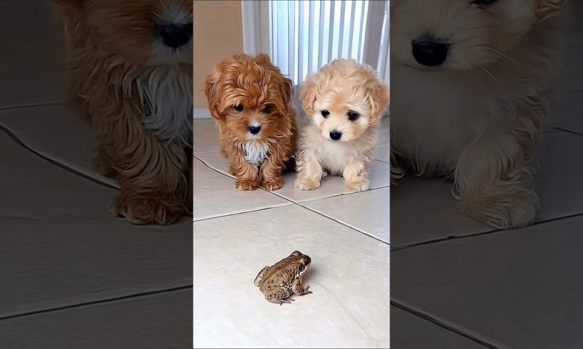 two cute puppies meets a frog for the first time adorable video #dog #puppy #cutedog #frog #shorts