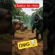 अगर ये Animal fighting सच में होते तो😱Mind Blowing Fights#hybrids #superheroes#viralvideo #shorts
