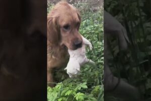 एक औरत बनी अनाथ पिल्लों की उम्मीद 🙏 #animal #animalrescue #animallover #rescue #dog