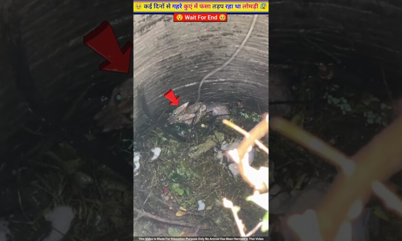 कई दिनों से अंधेरी कुएं में फंसे लोमड़ी की बचाई जान 🥹🙏