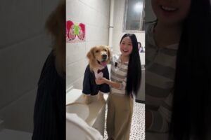 घायल कुत्ता बना दंपति का सहारा 🙏