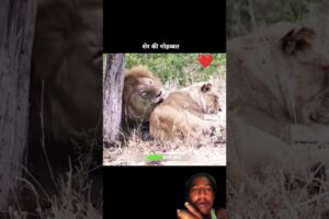 ❤️👈जिस शेर ने उसके बच्चों और राजा को मारा उसी से हुआ शेरनी को प्यार। | | #shorts​