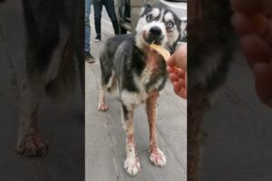 दंपत्ति की दया ने बदल दी ज़िंदगी 🙏 #animal #animalrescue #animallover #rescue #dog