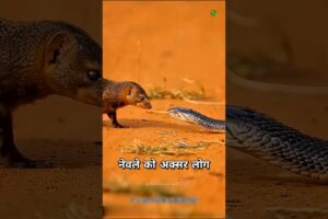 नेवला शेर को भी दिखाता है दादागिरी😱 #shorts #animals #mongoose
